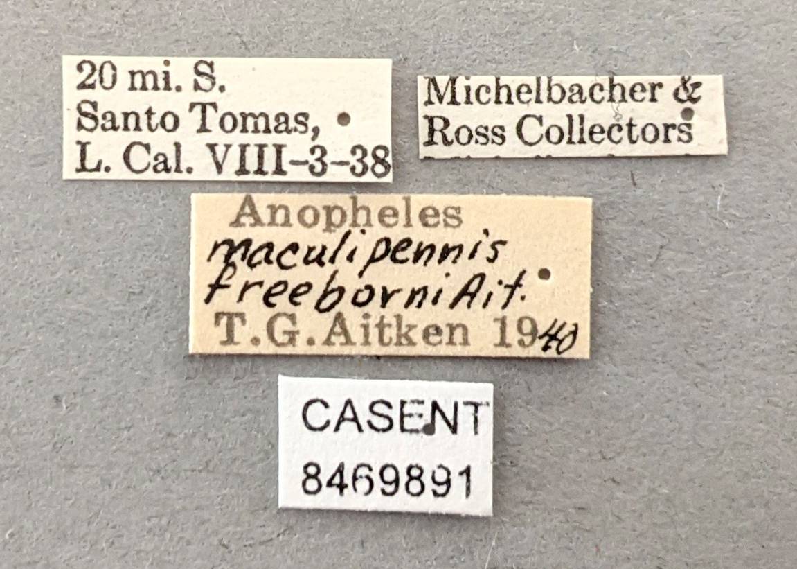 Anopheles hermsi image