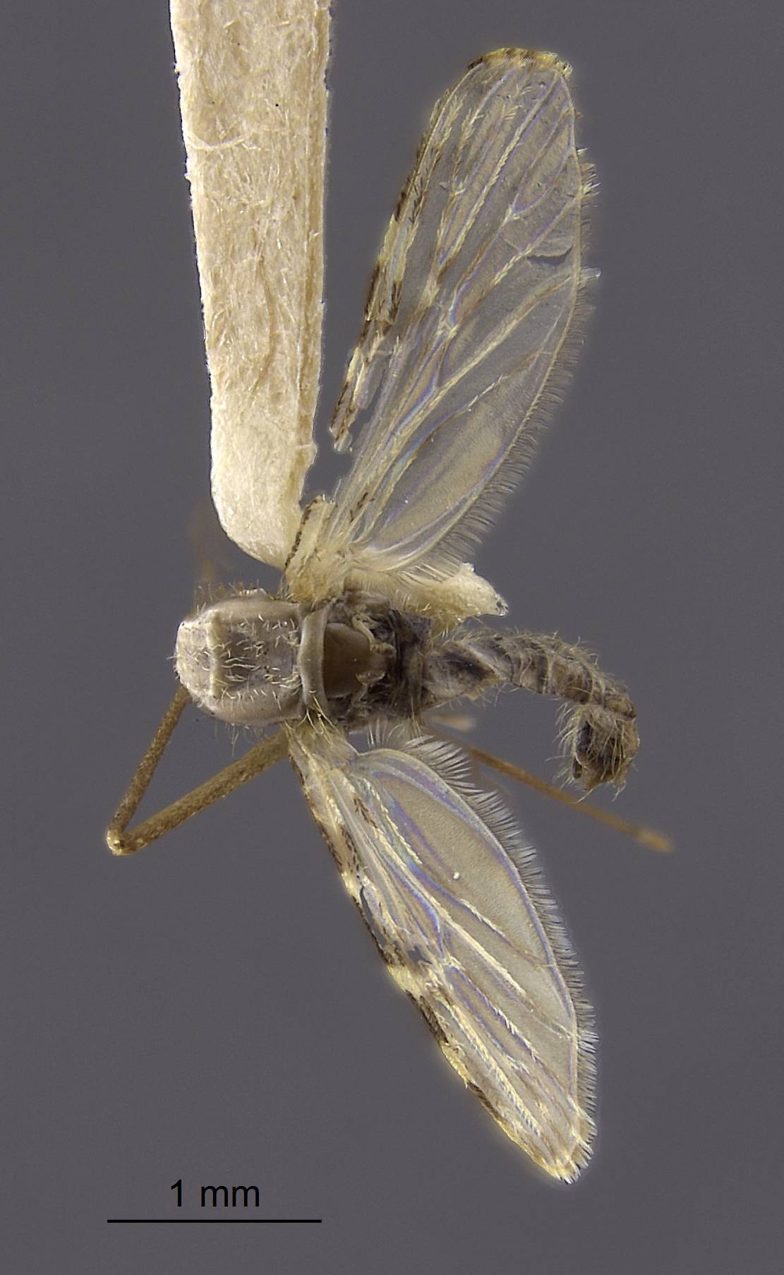 Anopheles hispaniola image