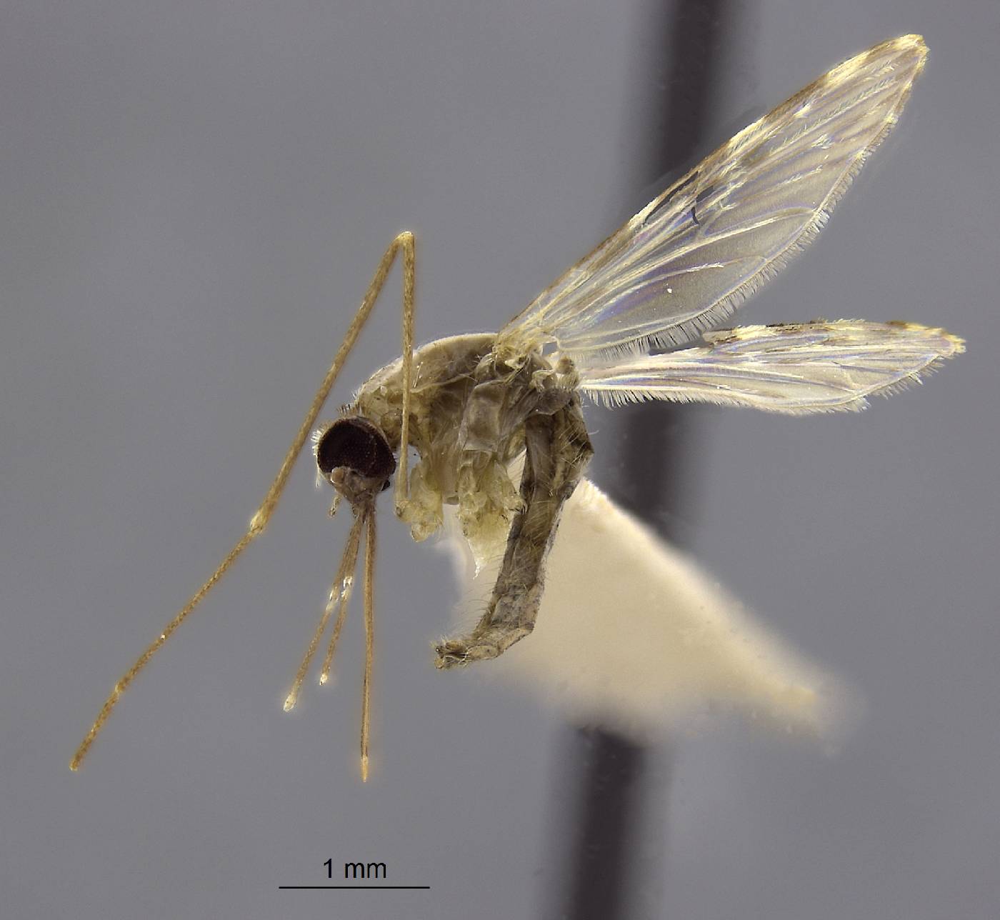 Anopheles hispaniola image