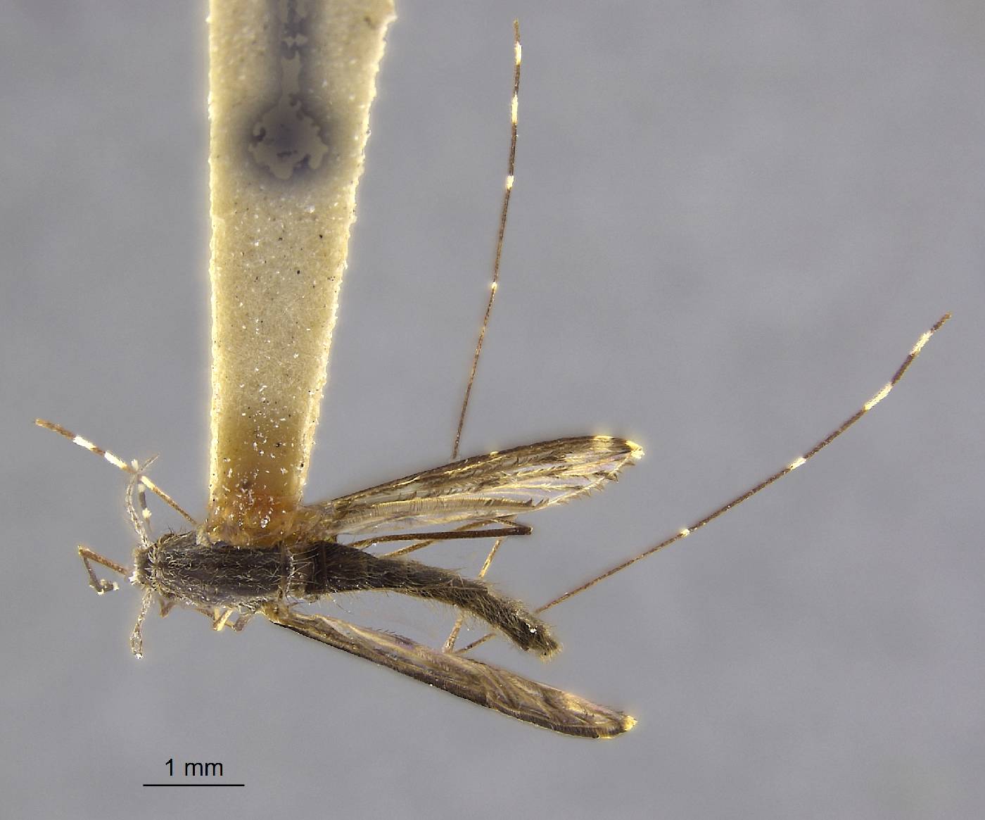 Anopheles hyrcanus image