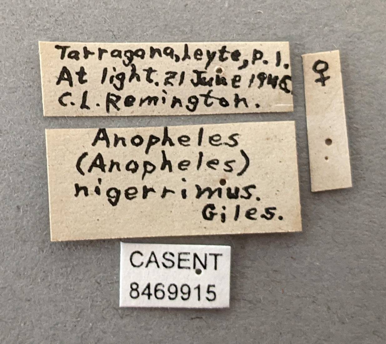 Anopheles hyrcanus image