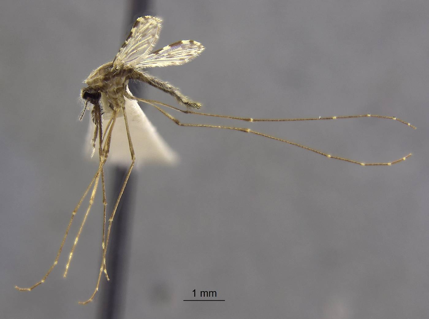 Anopheles indefinitus image