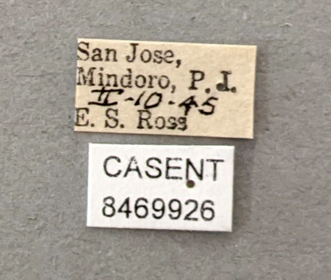 Anopheles indefinitus image