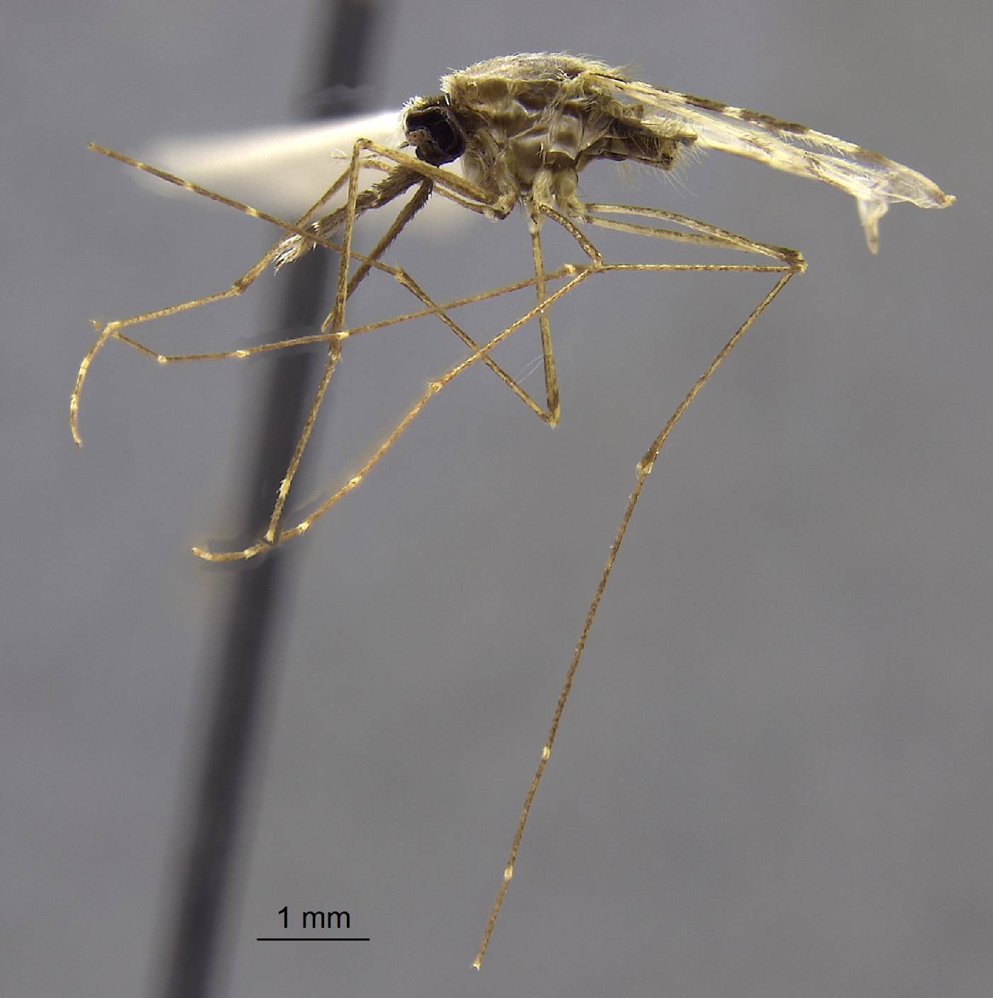 Anopheles indefinitus image