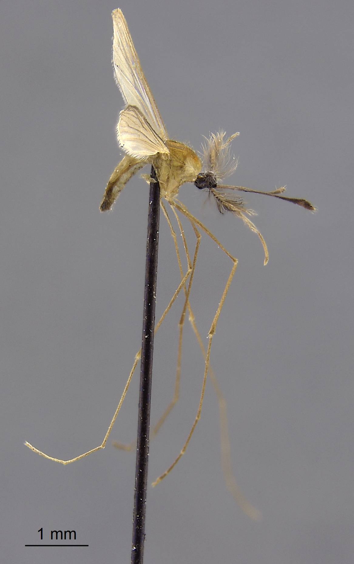 Anopheles insulaeflorum image