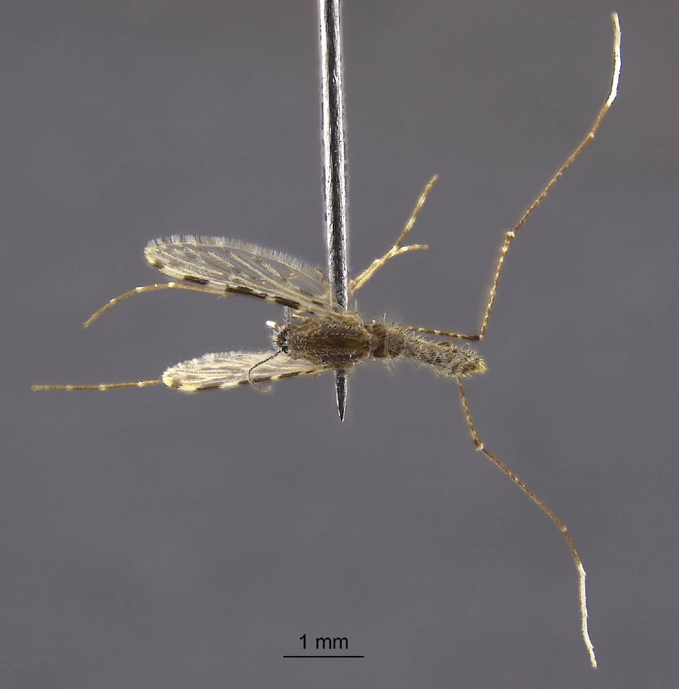 Anopheles jamesii image