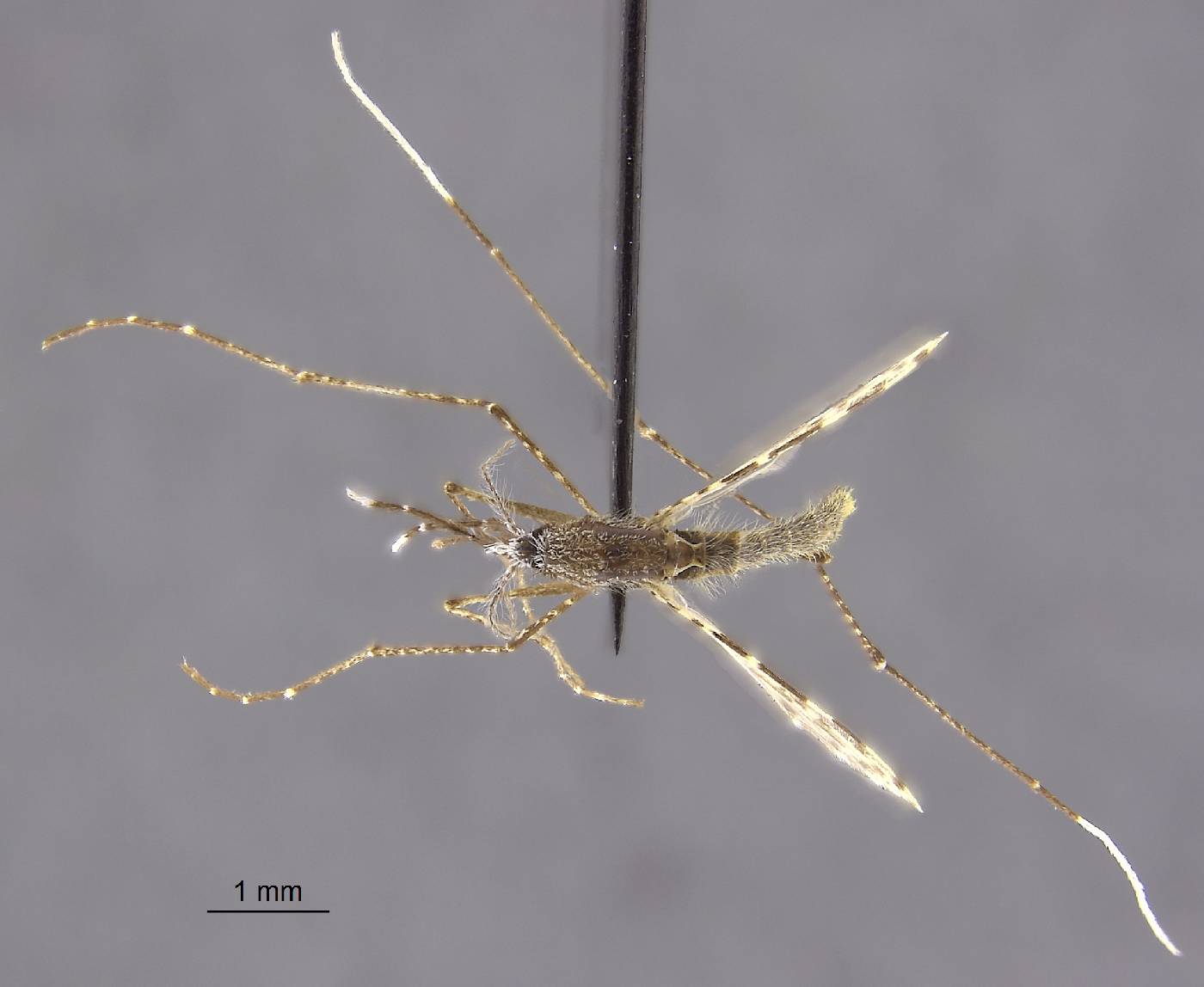 Anopheles jamesii image