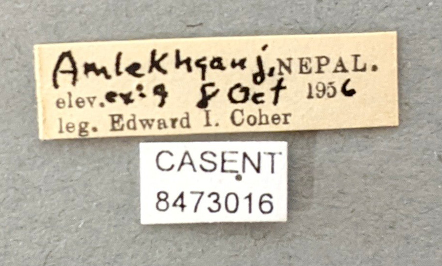 Anopheles jamesii image