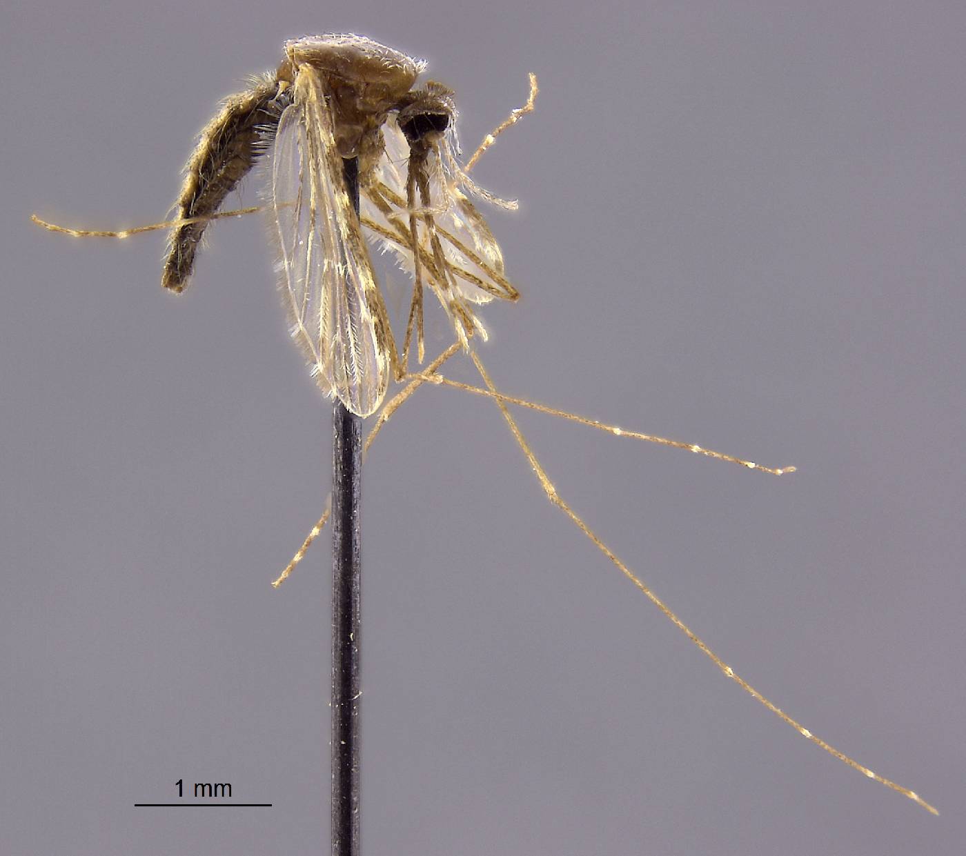 Anopheles jeyporiensis image