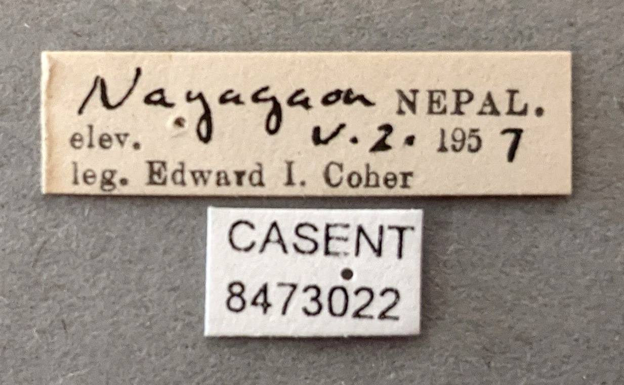 Anopheles jeyporiensis image