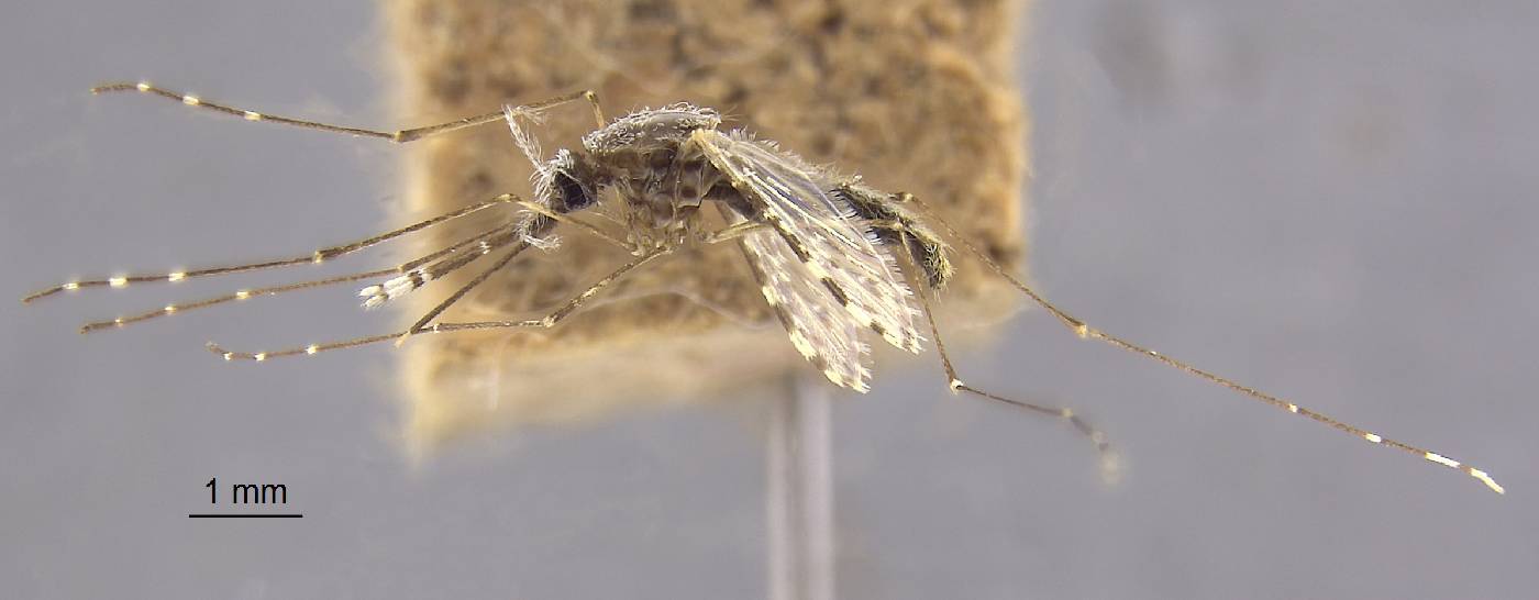 Anopheles karwari image