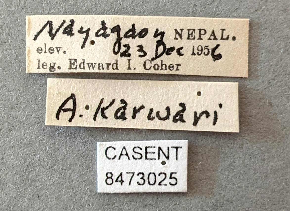 Anopheles karwari image