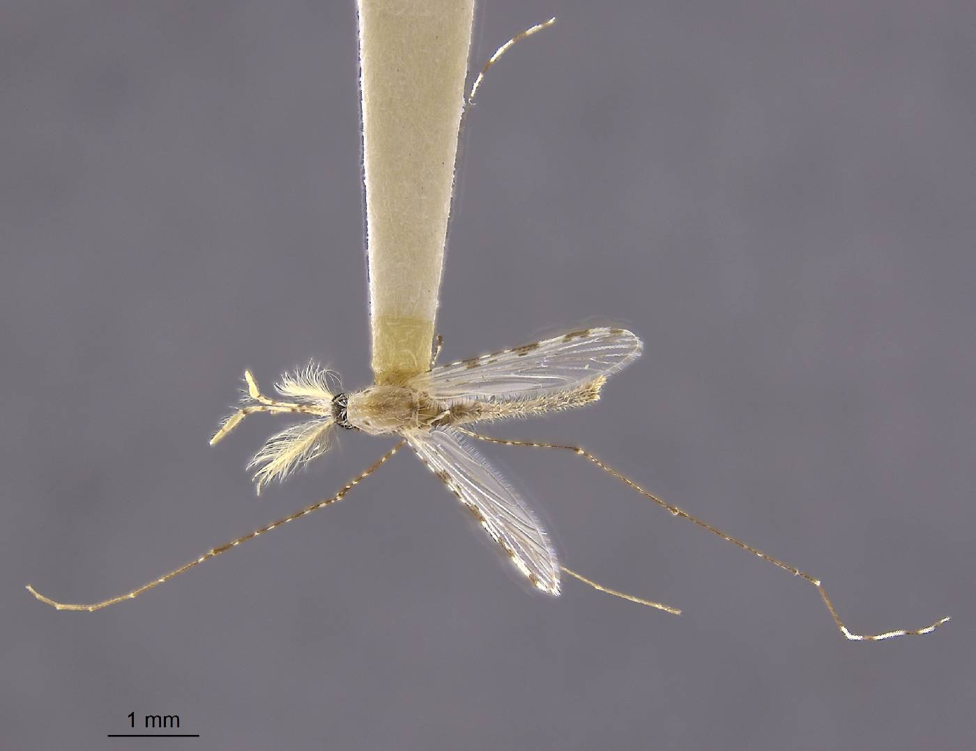 Anopheles kochi image