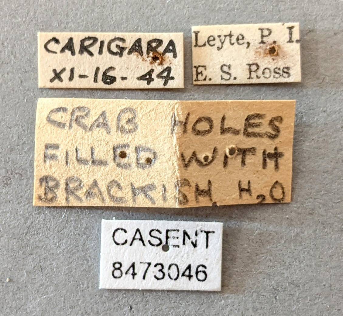 Anopheles kochi image