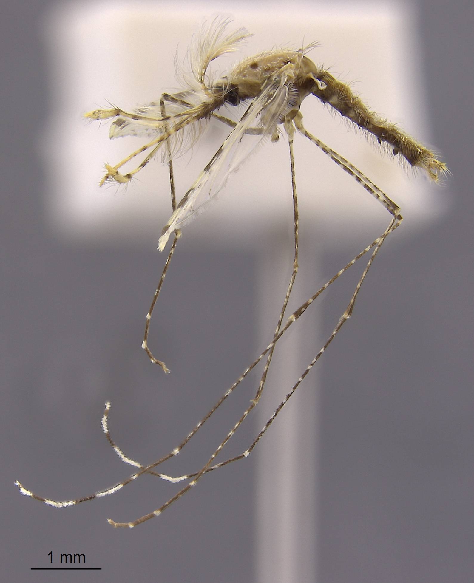 Anopheles kochi image