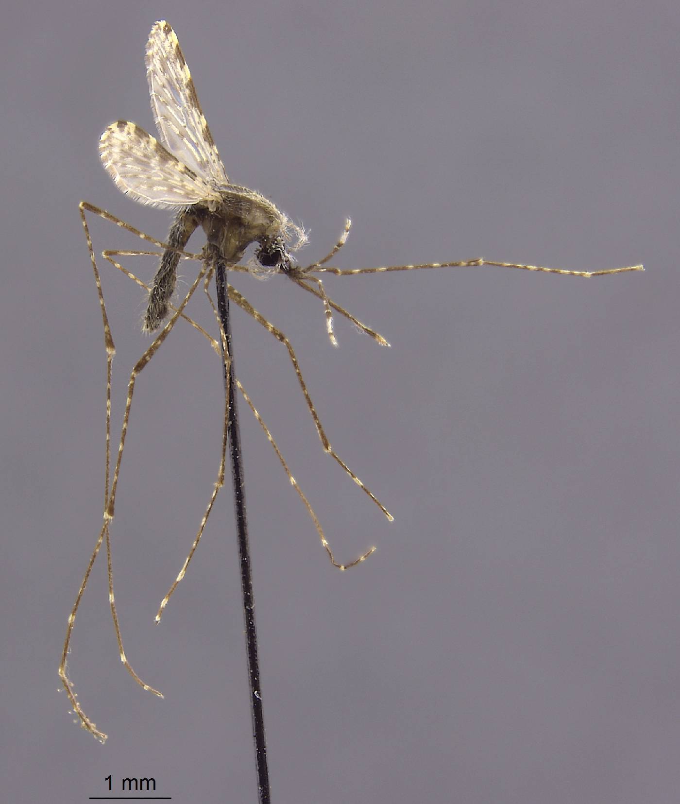 Anopheles koliensis image