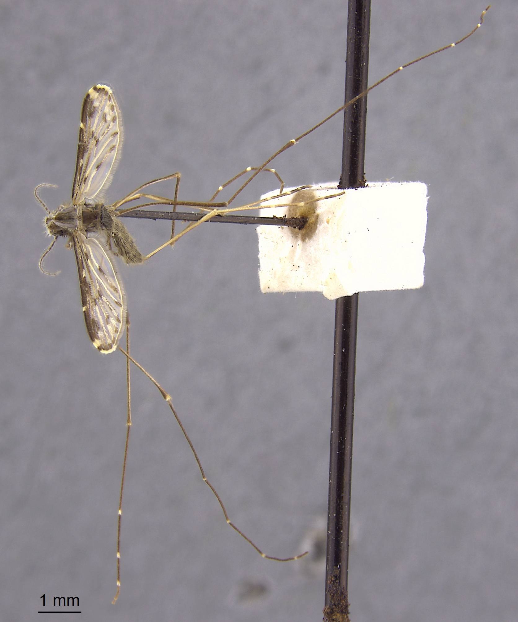 Anopheles lesteri image