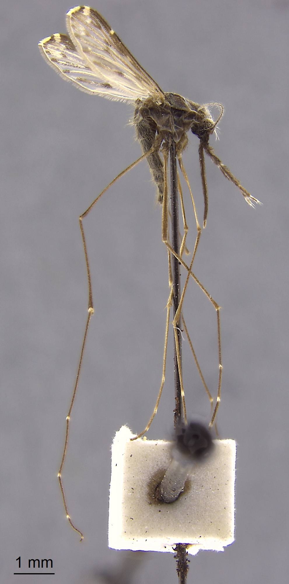 Anopheles lesteri image