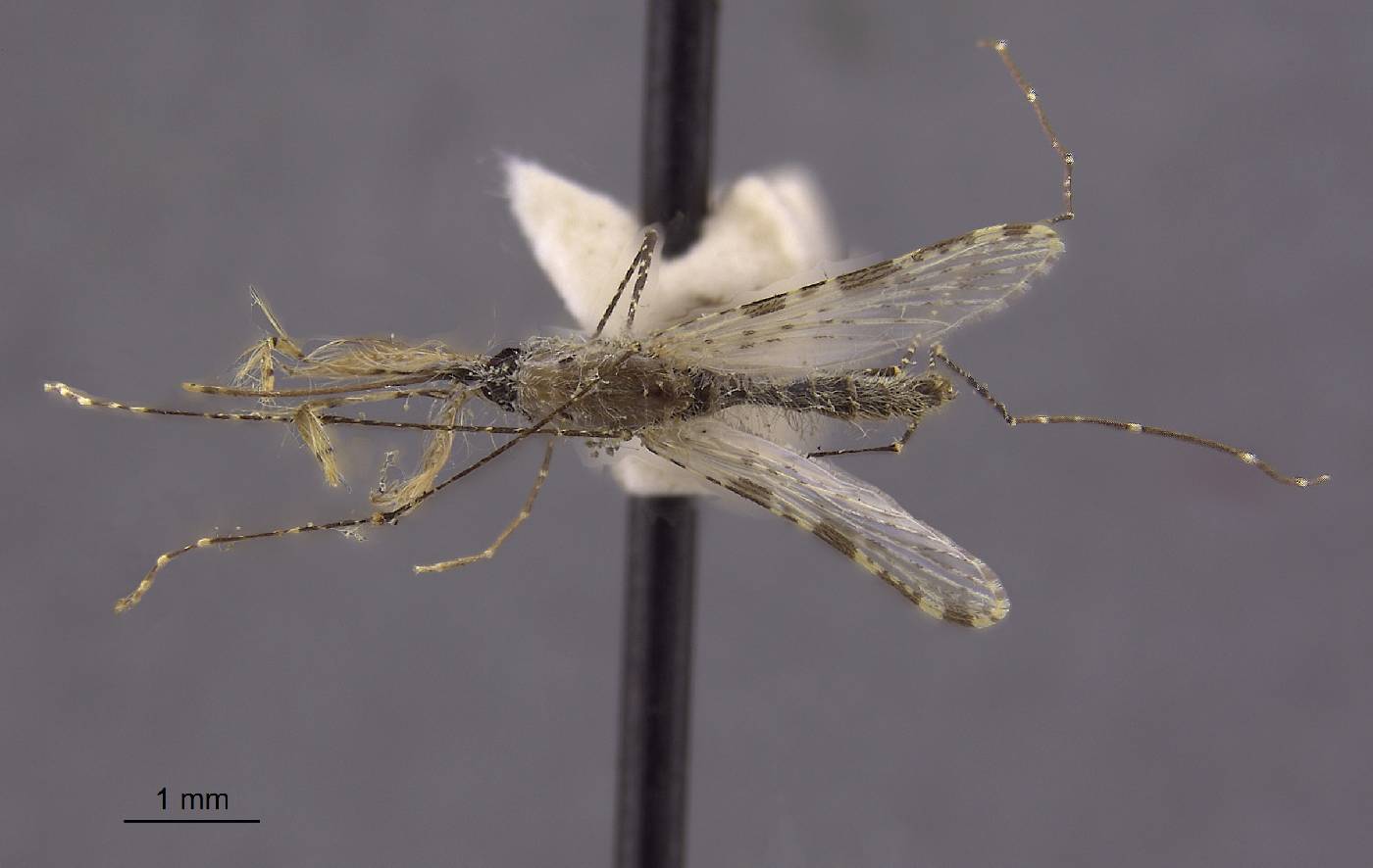 Anopheles longirostris image