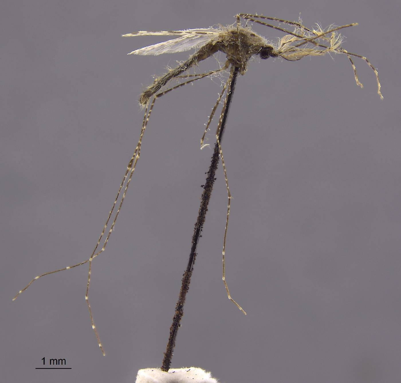 Anopheles longirostris image