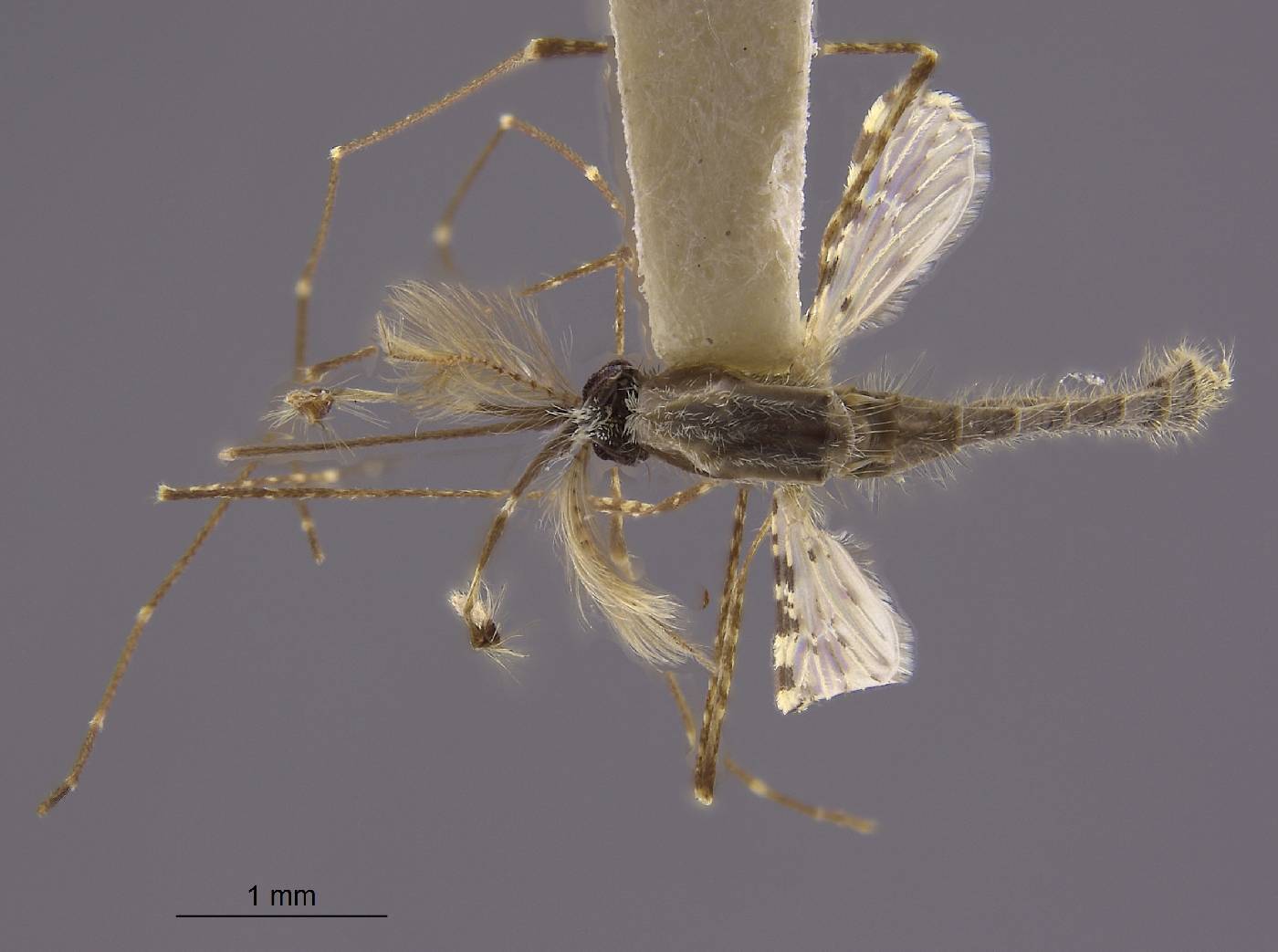 Anopheles ludlowae image
