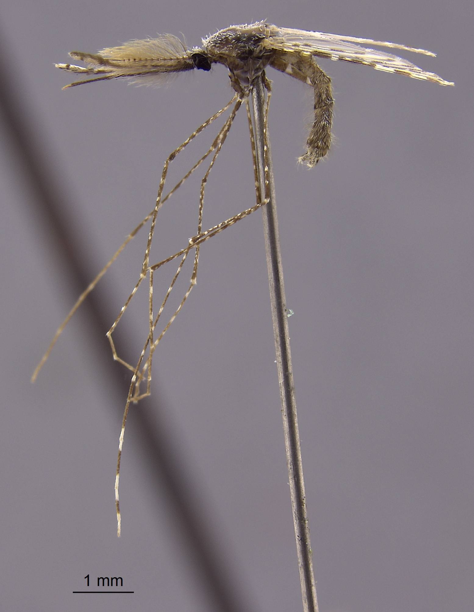 Anopheles maculatus image