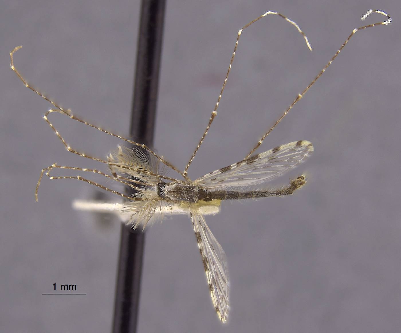 Anopheles maculatus image