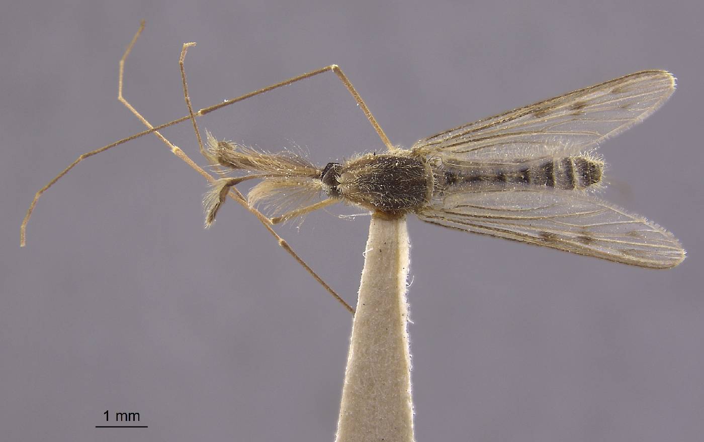 Anopheles maculipennis image