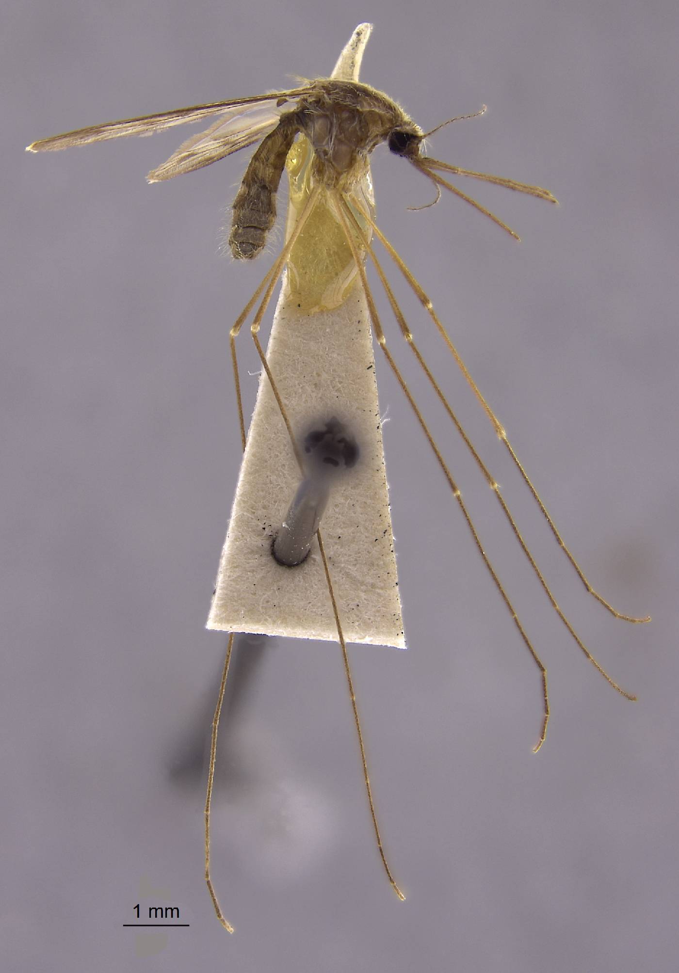 Anopheles maculipennis image