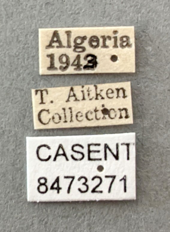 Anopheles maculipennis image