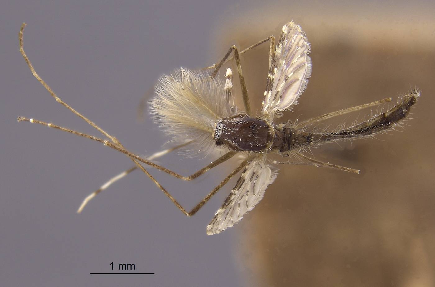 Anopheles majidi image