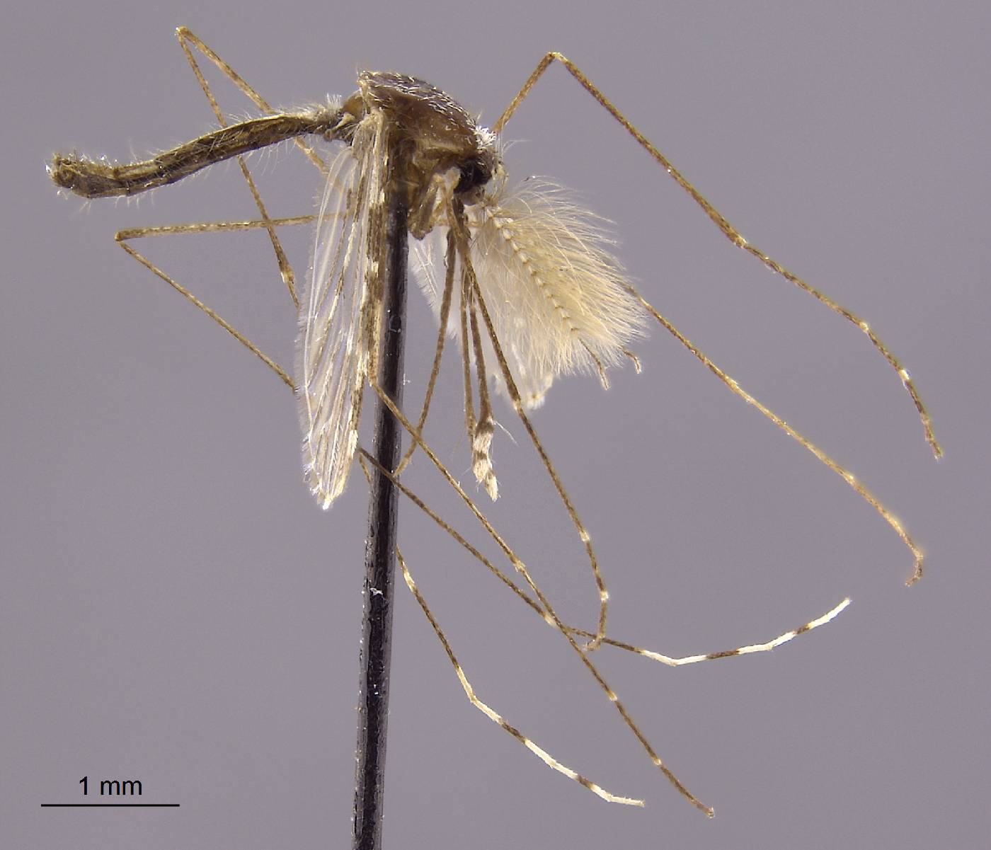 Anopheles majidi image