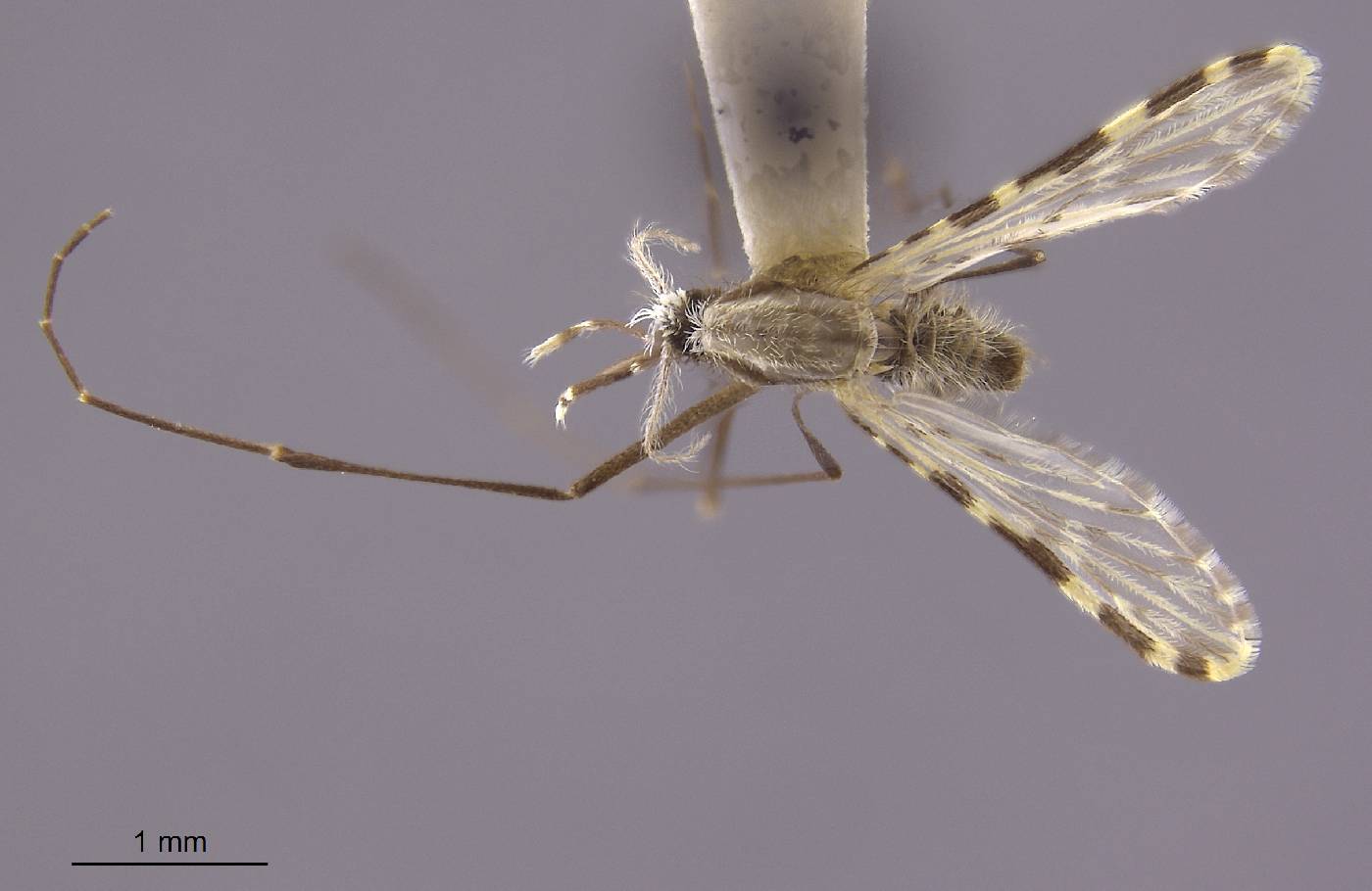 Anopheles mangyanus image