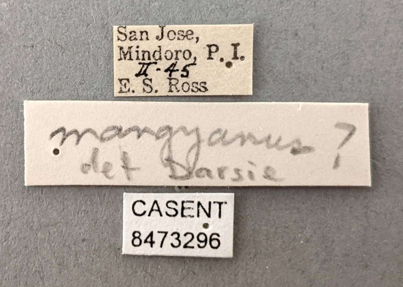 Anopheles mangyanus image