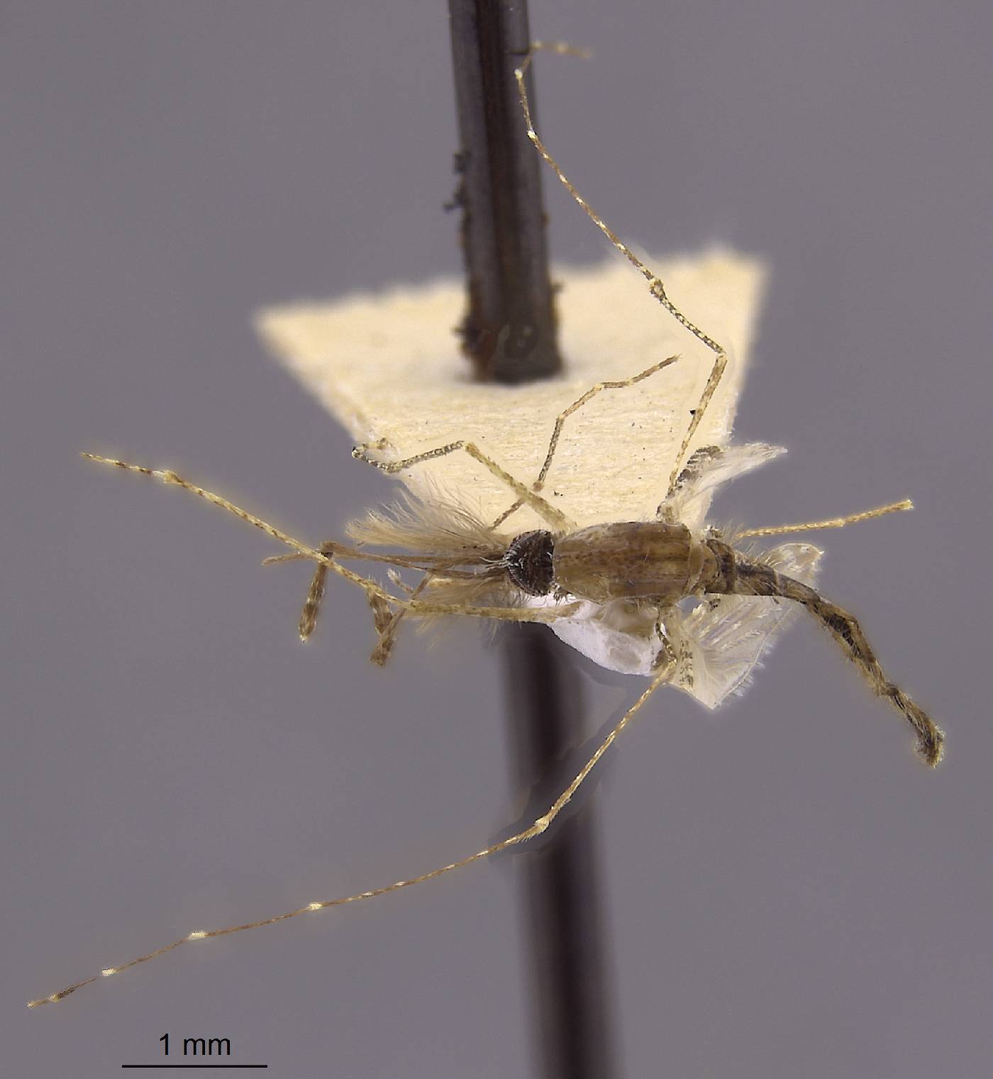 Anopheles minor image