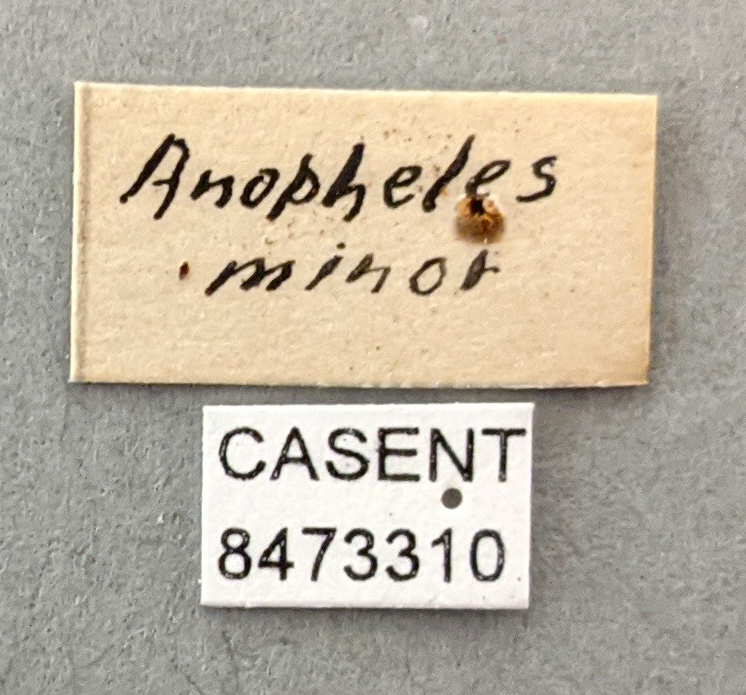 Anopheles minor image