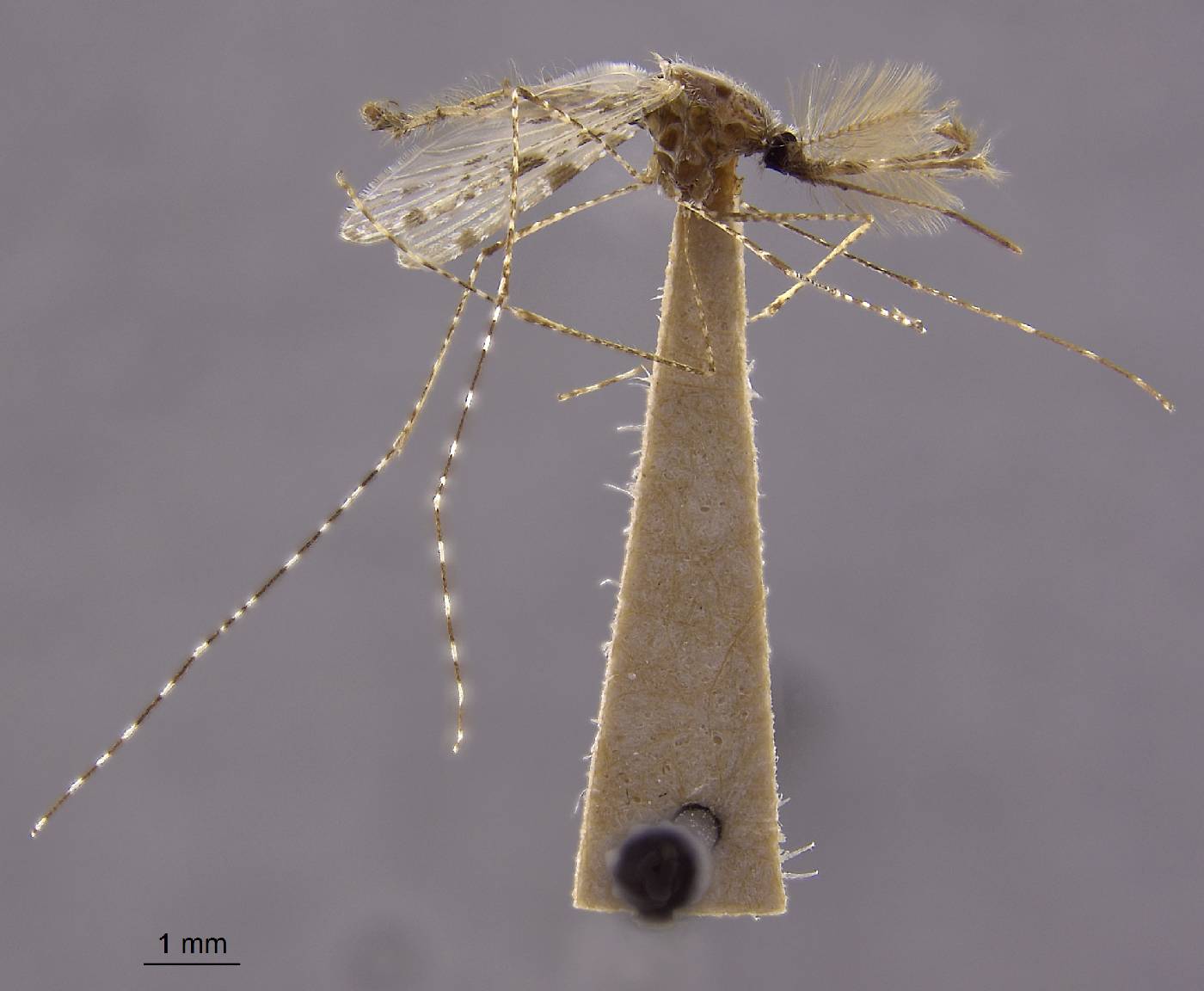 Anopheles neomaculipalpus image