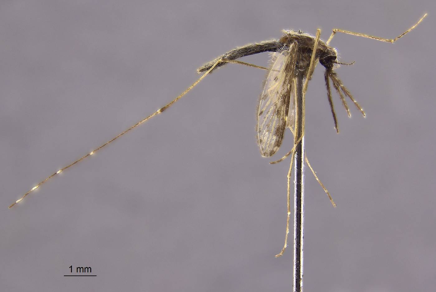 Anopheles nigerrimus image