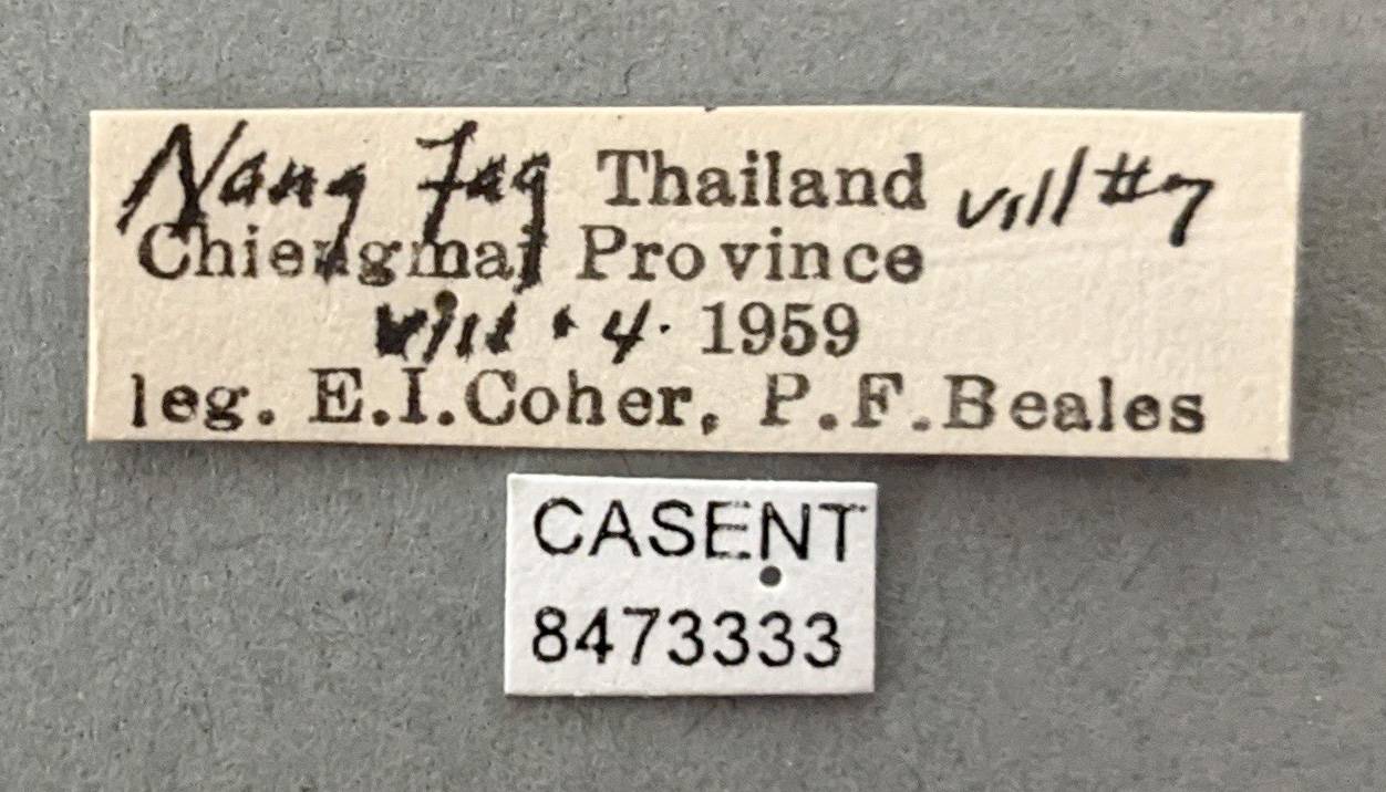 Anopheles nigerrimus image