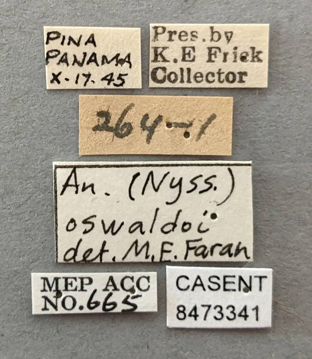 Anopheles oswaldoi image