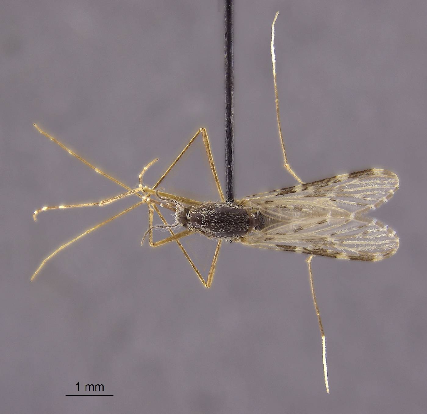 Anopheles pallidus image