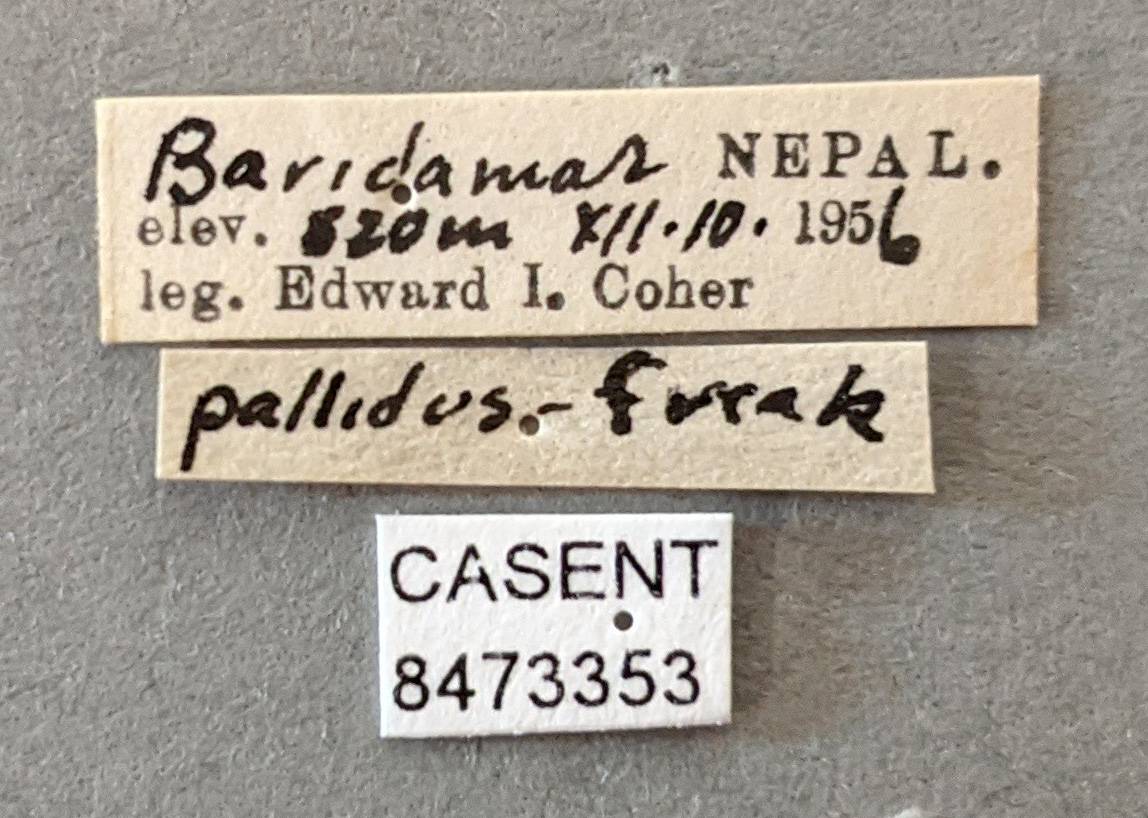 Anopheles pallidus image