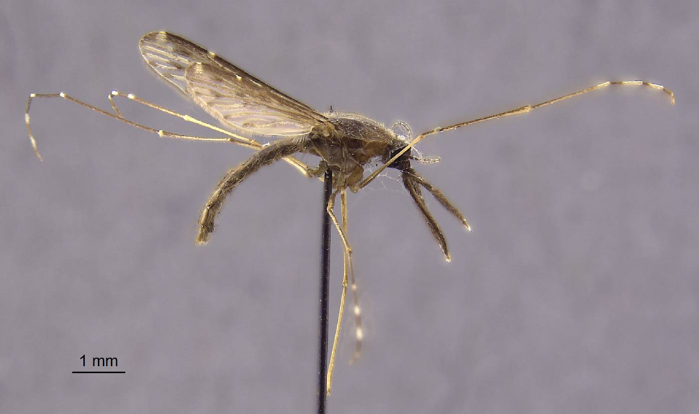 Anopheles peditaeniatus image