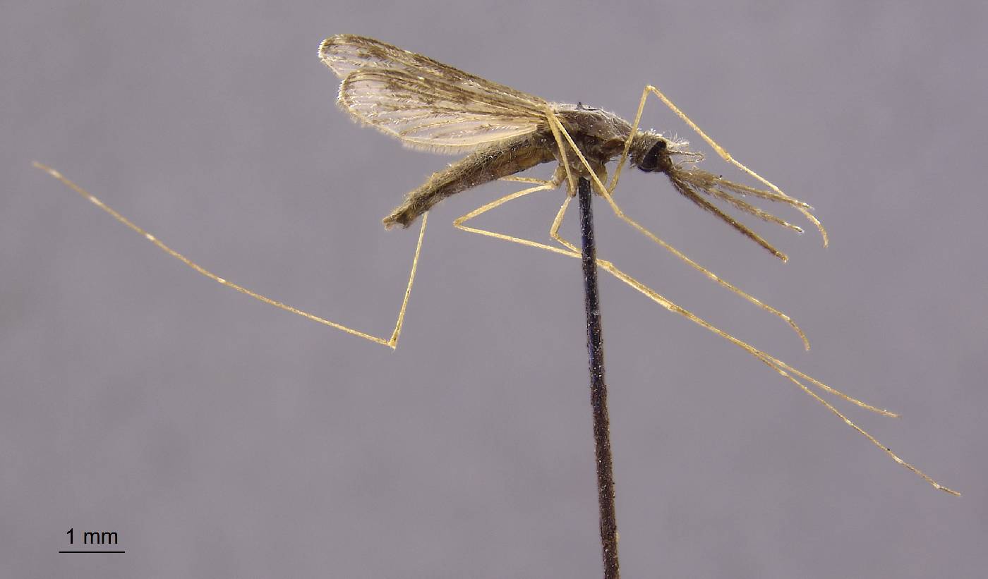 Anopheles peditaeniatus image