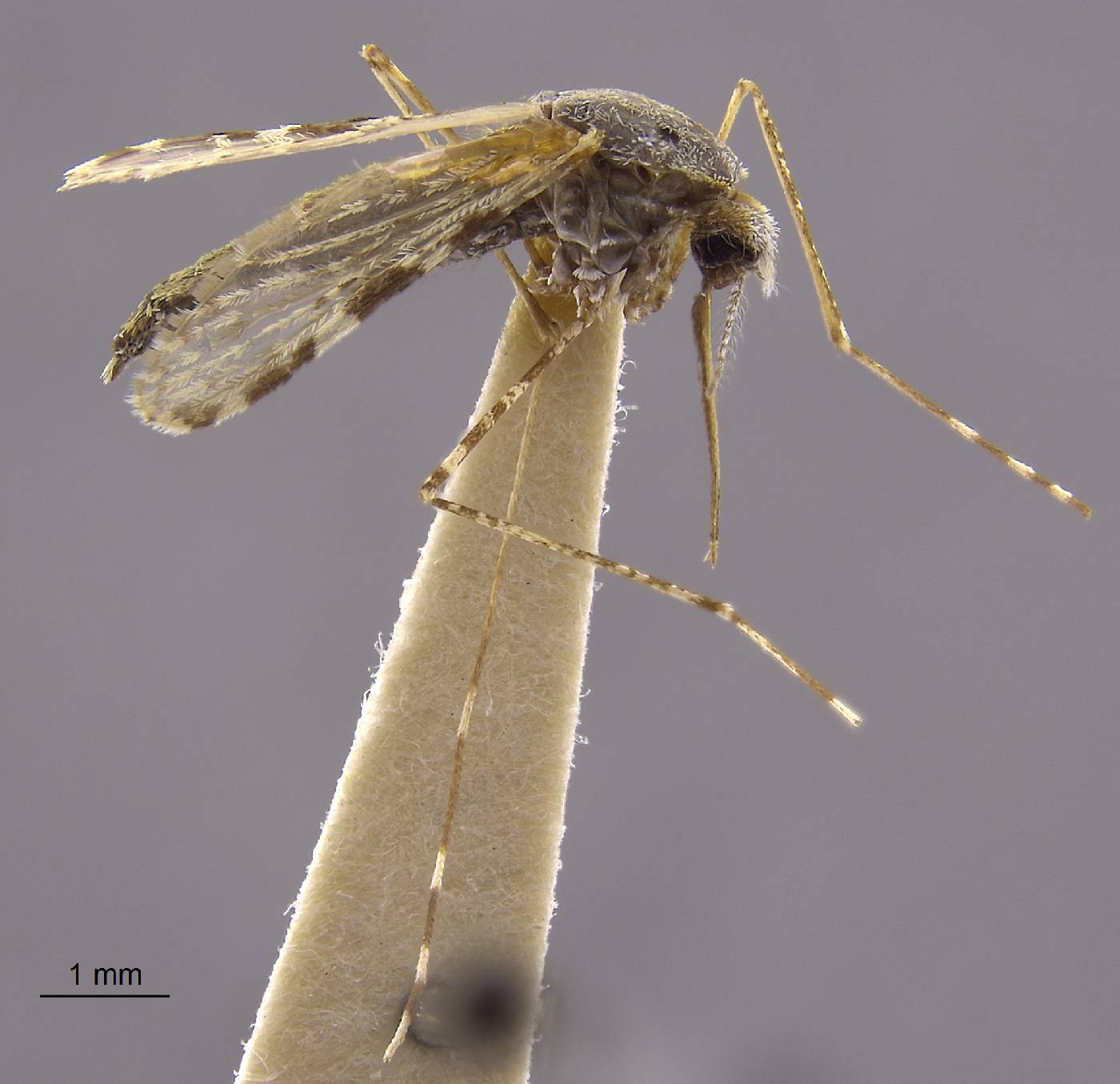 Anopheles pharoensis image