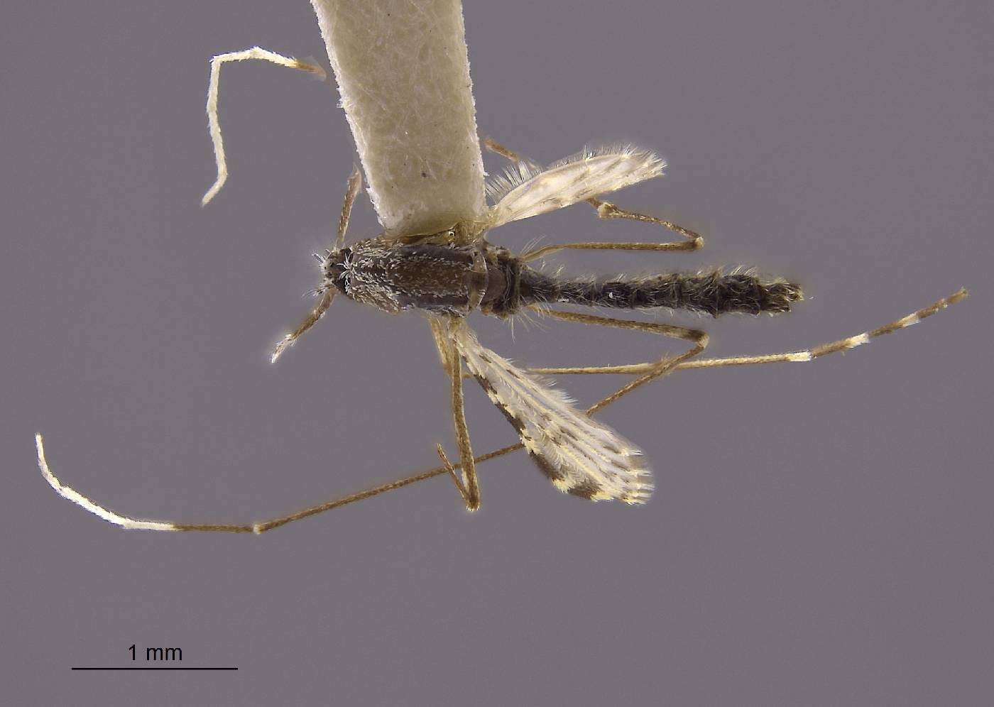 Anopheles philippinensis image