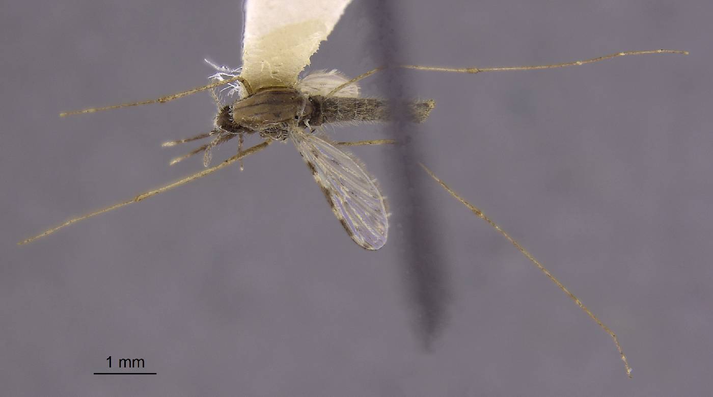 Anopheles philippinensis image