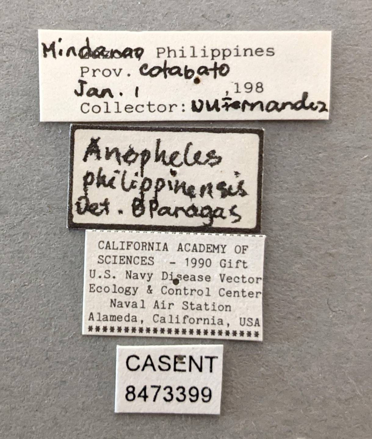 Anopheles philippinensis image