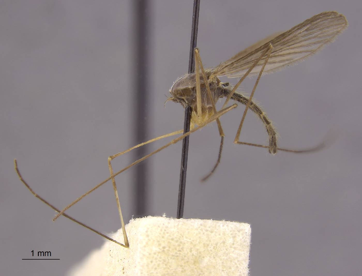 Anopheles plumbeus image