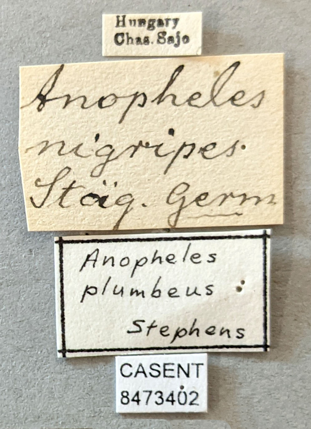 Anopheles plumbeus image